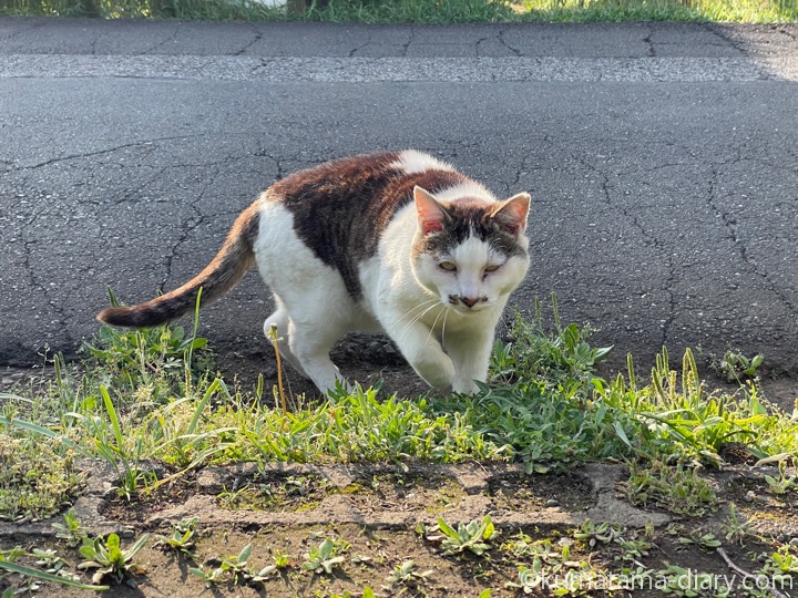 キジトラ白猫さん