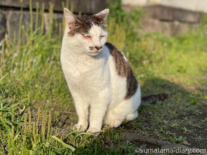 キジトラ白猫さん