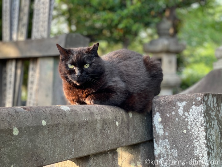 黒猫さん