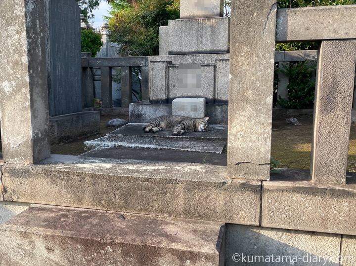 眠る猫さん