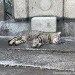 爆睡していた猫さん