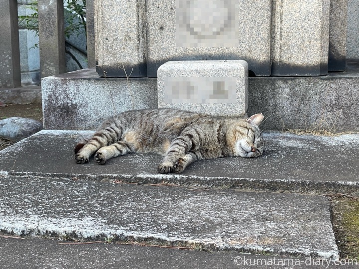 眠る猫さん