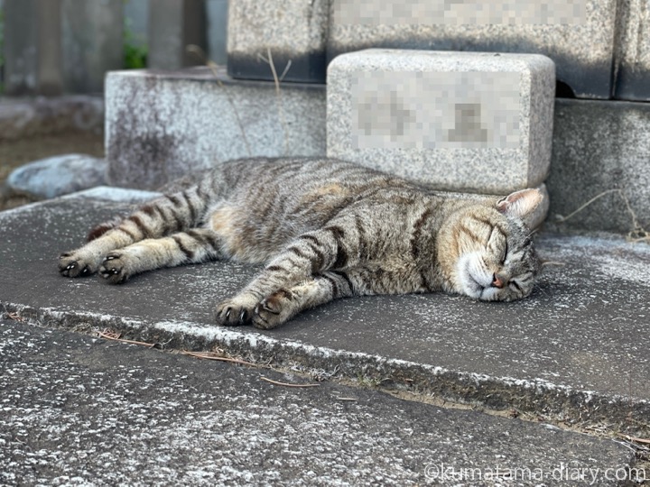眠る猫さん