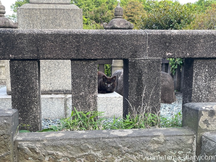 黒猫さん