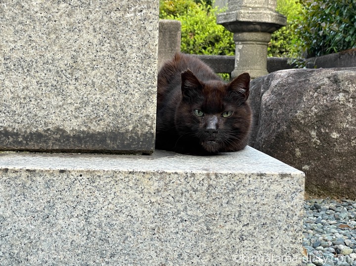 黒猫さん
