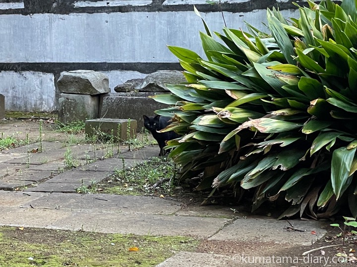 黒猫さん