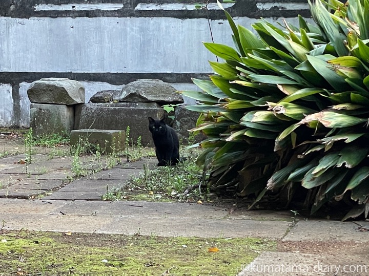 黒猫さん