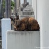 サビ猫さん