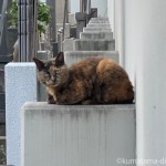 久しぶりに見かけた猫さん