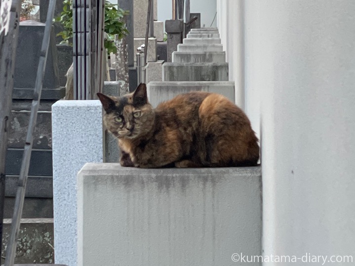 サビ猫さん
