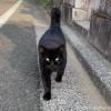 黒猫さん