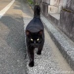 フレンドリーな黒猫さん
