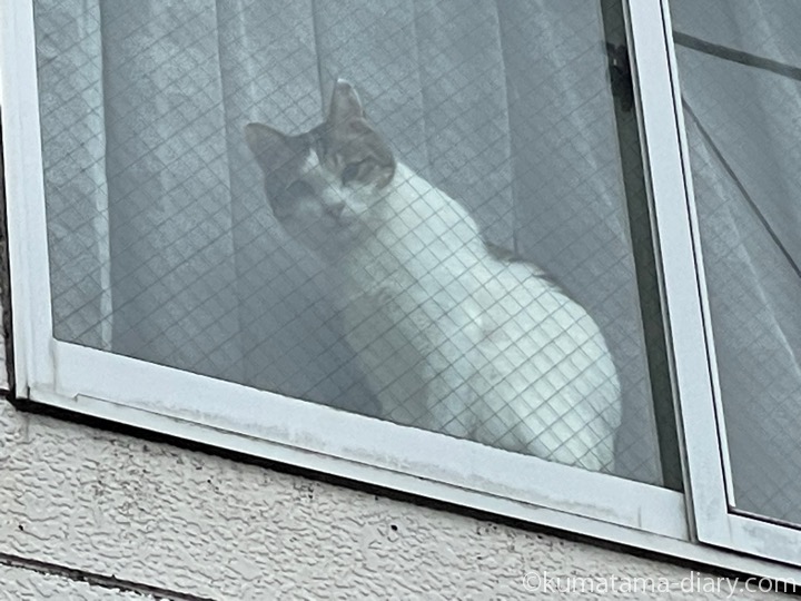 窓辺の猫さん