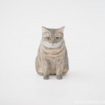 ブルーゴールデンのブリティッシュショートヘアの猫さんを木彫りで作りました