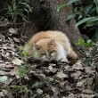 茶トラ白猫さん