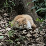 ネコ、ネコ、ネーコ