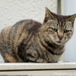 鳴き声が可愛い猫さんにスリスリされました
