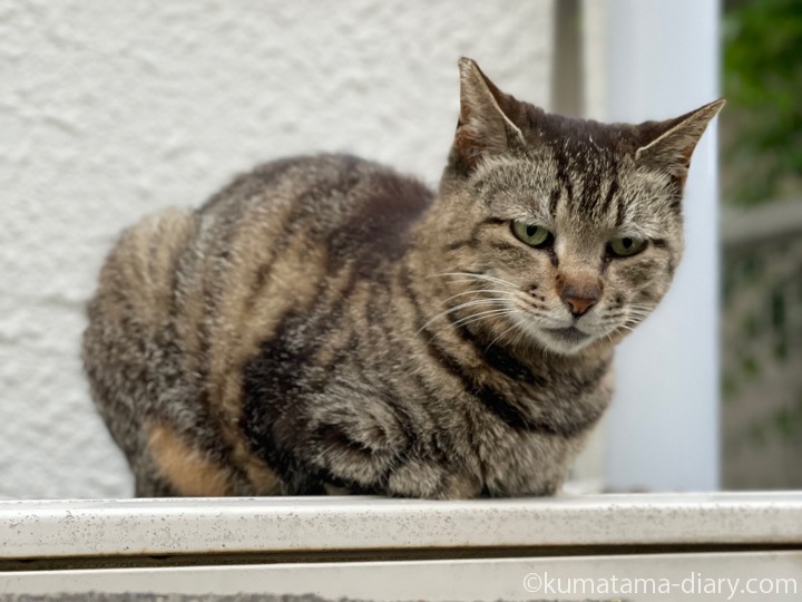 キジトラ猫さん