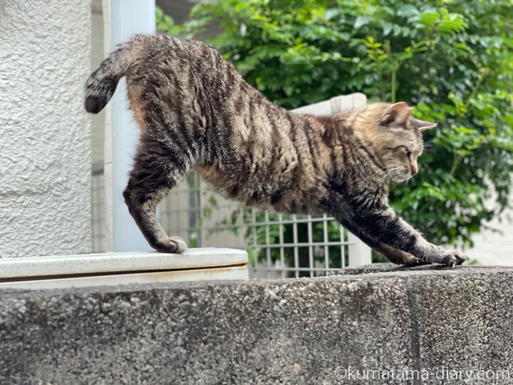キジトラ猫さん