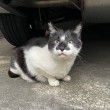 黒白猫さん