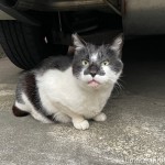 上向きのお顔も可愛い猫さん