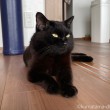 ふみお
