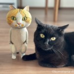 黒猫を見守る木彫り猫