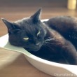 猫鍋ふみお