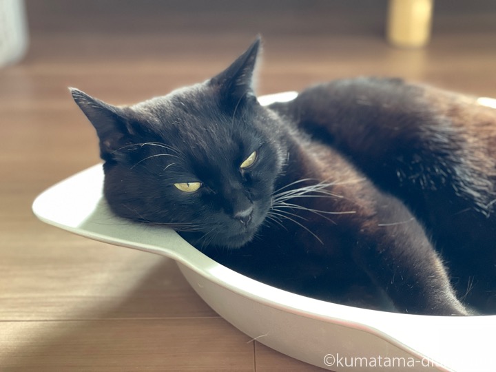 猫鍋ふみお