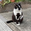 黒白猫さん