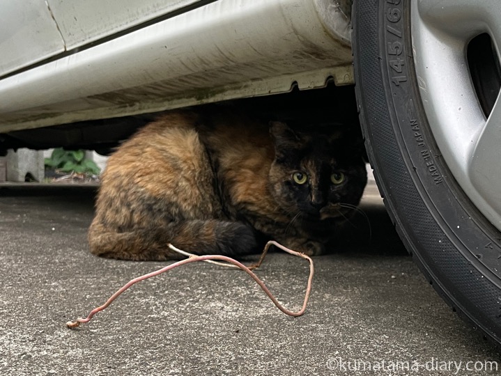 サビ猫さん