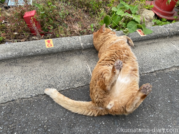 茶トラ猫さん