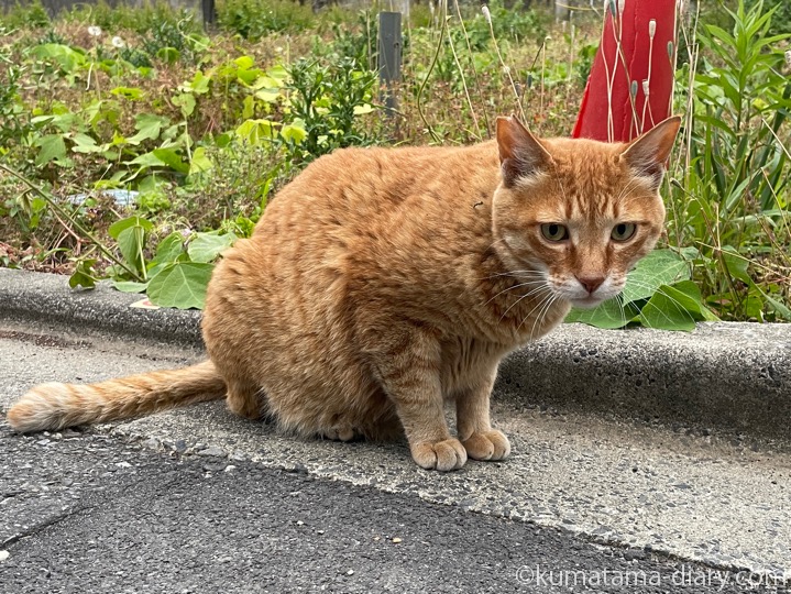 茶トラ猫さん