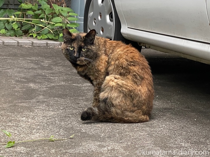 サビ猫さん
