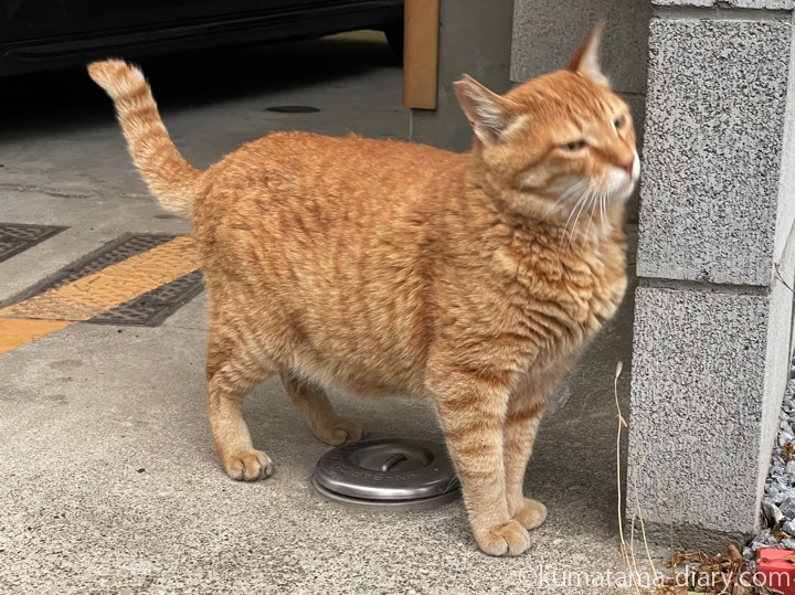 茶トラ猫さん