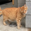 茶トラ猫さん