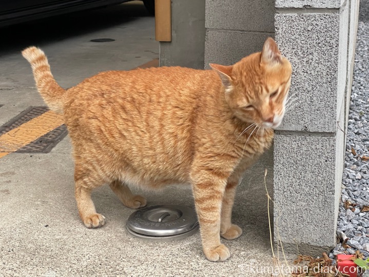 茶トラ猫さん