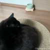 水入れとふみお