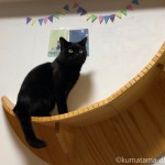 MYZOOのキャットステップLUNAに久しぶりに乗った猫