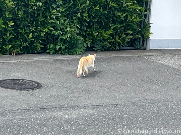 クリーム猫さん