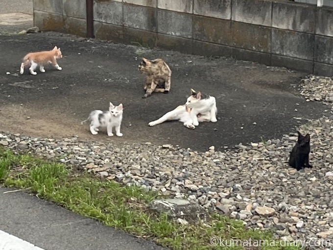 親子猫さんたち
