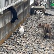 子猫さんたち