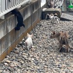 やんちゃな仔猫さんたち