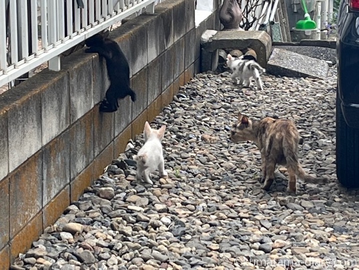 子猫さんたち