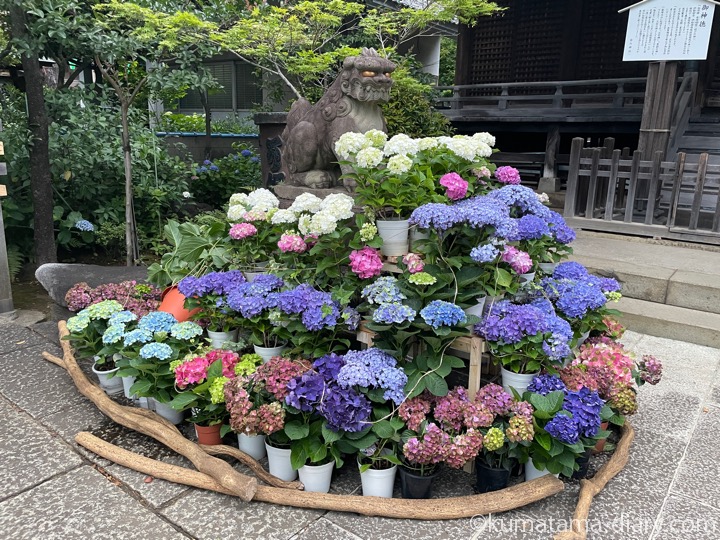 紫陽花