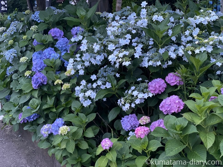 紫陽花