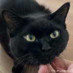 あごの下をなでなでされる猫
