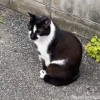 黒白猫さん
