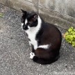 黒白猫さん