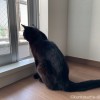 ふみおニャルソック
